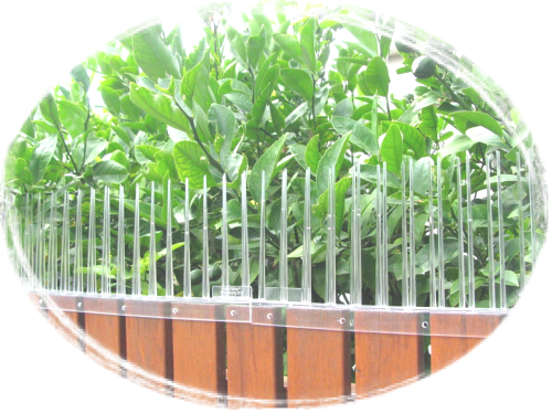 Thorny Devil Possum Spikes Fence Capping 500mm x 175mm high